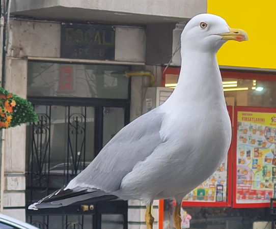 MARTI ARAMIZA KATILDI