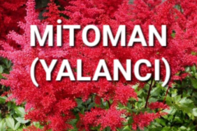 Ekran Görüntüsü (1351)