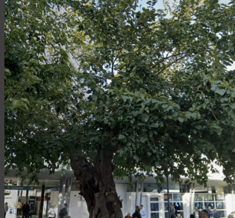 “BEN CERRAHIM, KESER ATARIM”